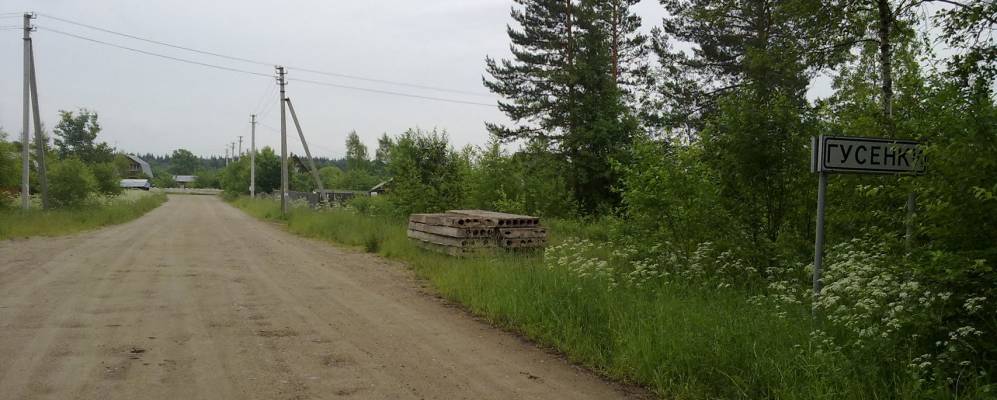 
            Фотография Гусёнок