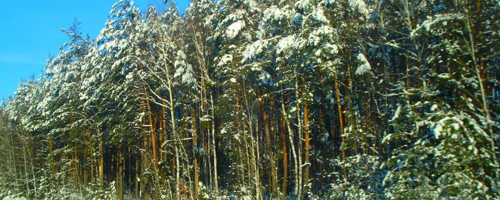 
            Фотография Берёзовки