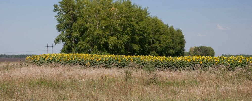 
            Фотография Советского