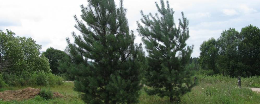 
            Фотография Середки