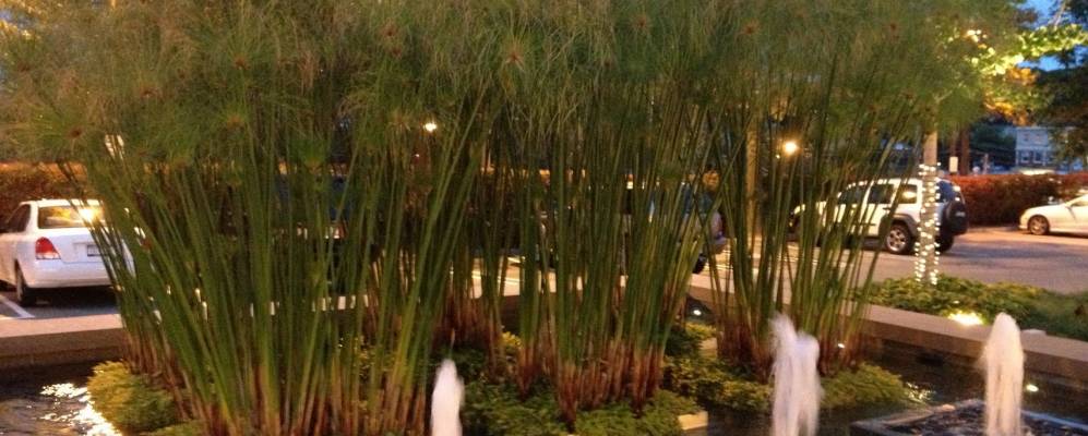 
            Фотография Манхассета