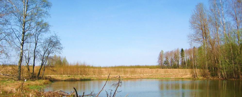 
            Фотография Рябинок