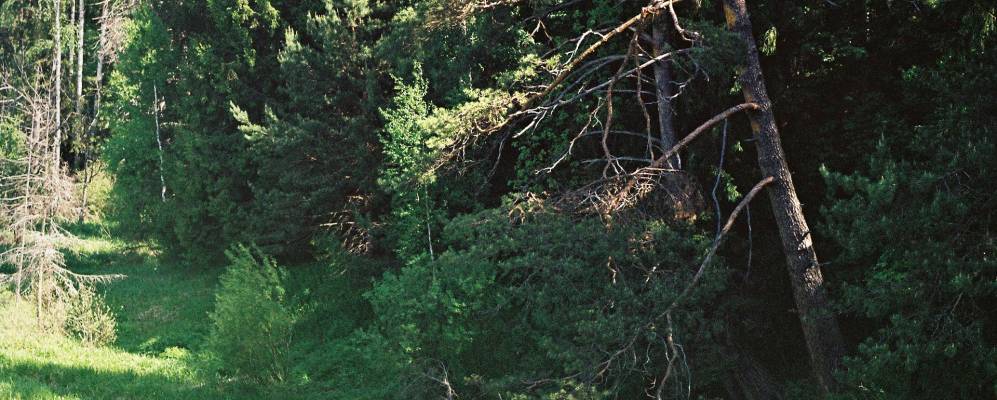 Фотография Рассадино