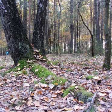 Новая Дуброва