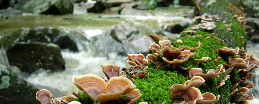 
            Фотография Багамы