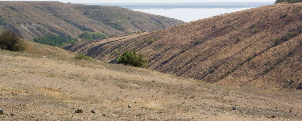 
            Фотография Стрельноширокого