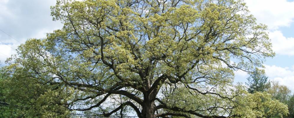 
            Фотография Травилы