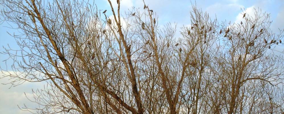 
            Фотография Волчанки