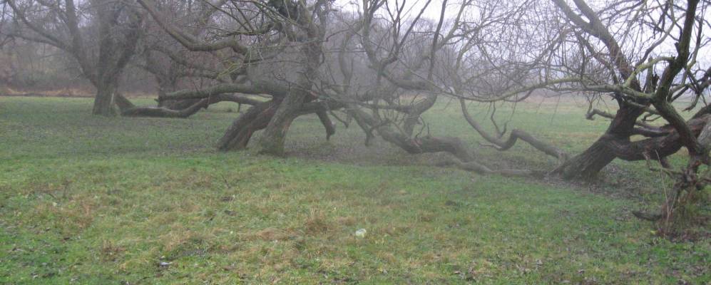 
            Фотография Пустохи