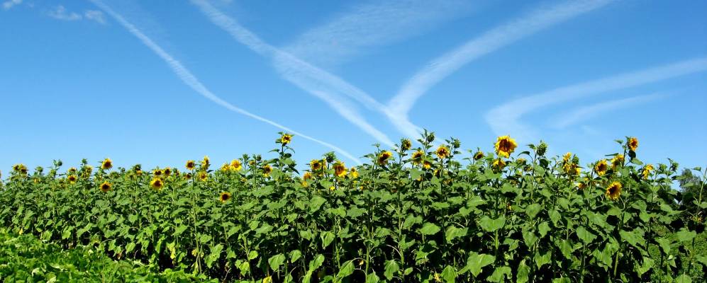 
            Фотография Воронежской Лозовки