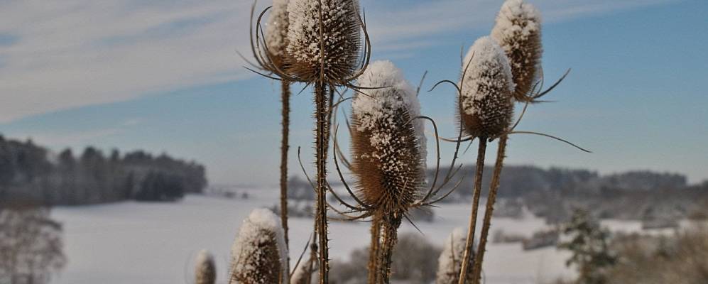 
            Фотография Остельсхайма