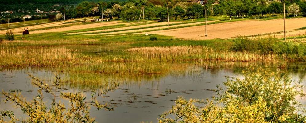 
            Фотография Дунковицы