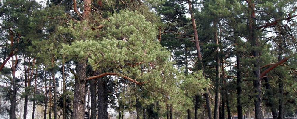 Фотография Залужжи