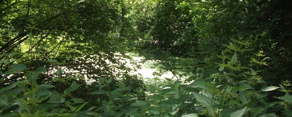 
            Фотография Брамлей