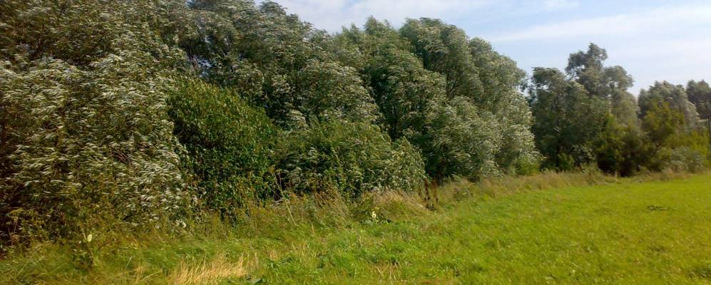 
            Фотография Клычево