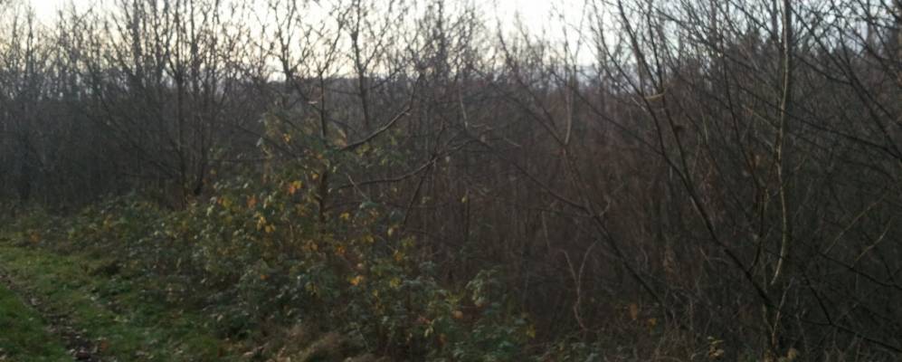 
            Фотография Мазроль