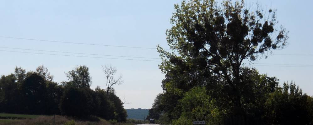 
            Фотография Позники