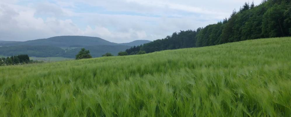 
            Фотография Гладенбаха