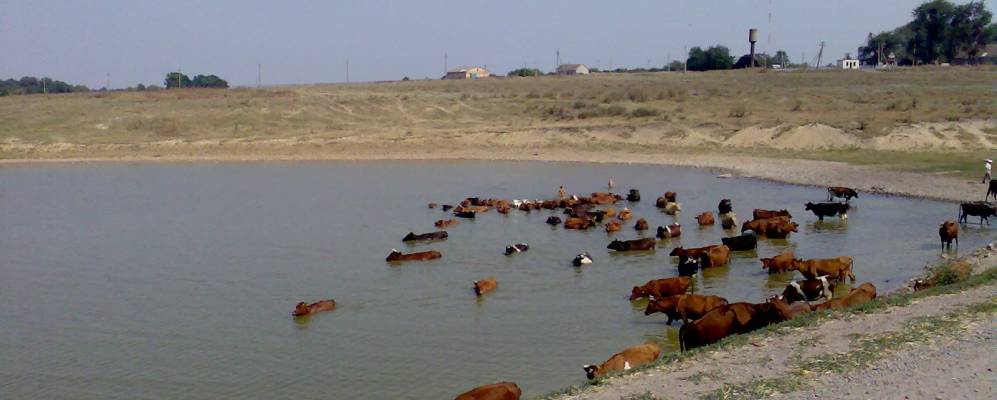 
            Фотография Козодуба