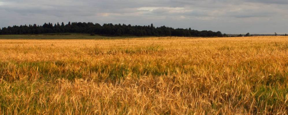 
            Фотография Местаново