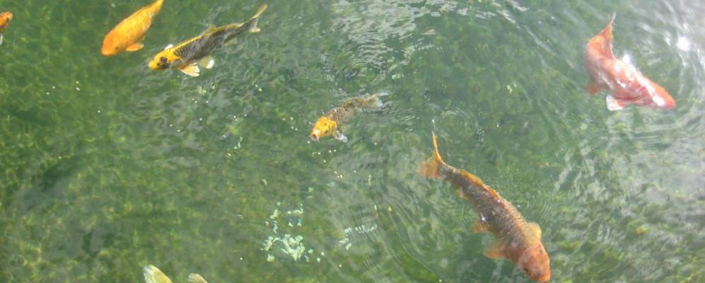 
            Фотография Бельвиля-сюр-Ви