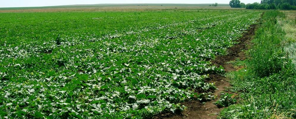 
            Фотография Сухоречки