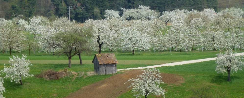 
            Фотография Кальхройта