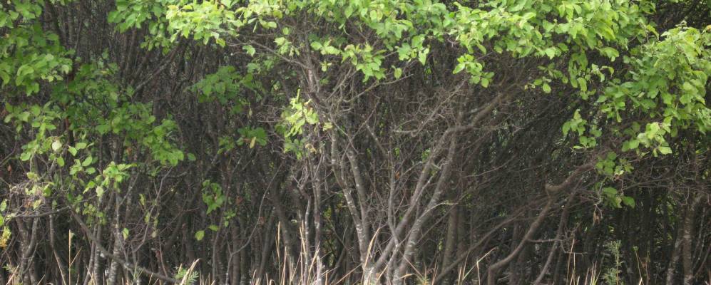 
            Фотография Новоникольска