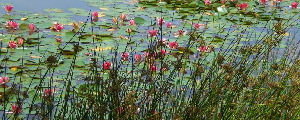 
            Фотография Sant Felíu de Pallarols