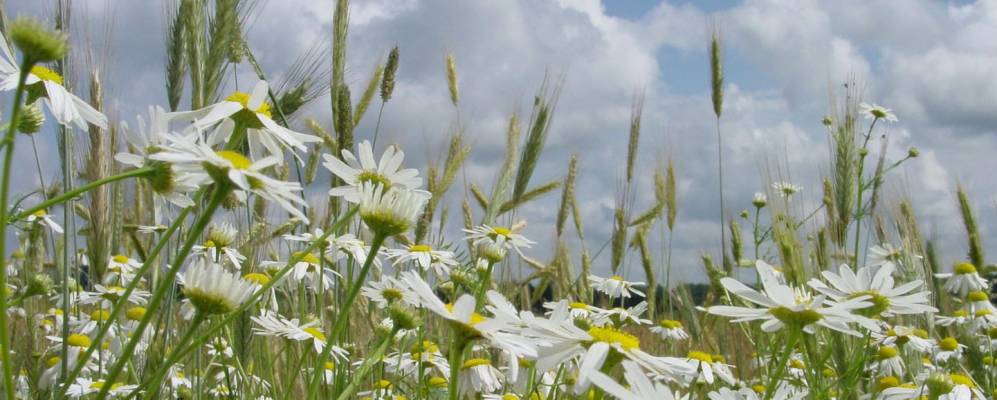 
            Фотография Пасильево