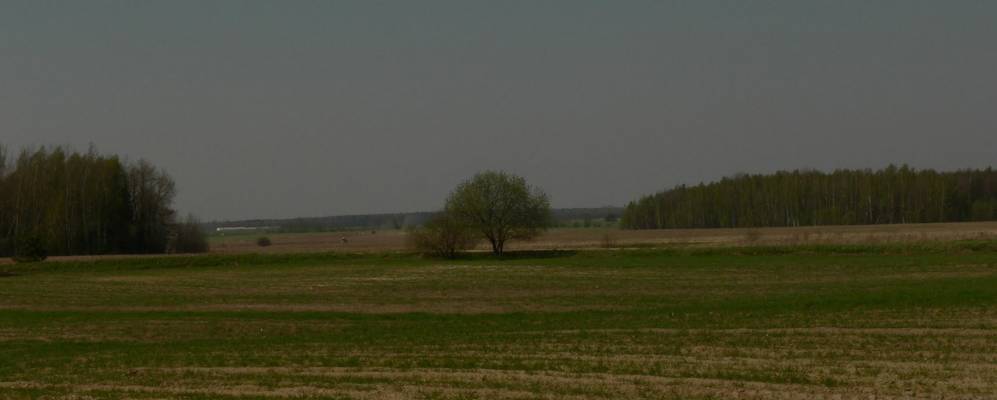 Фотография Лесного