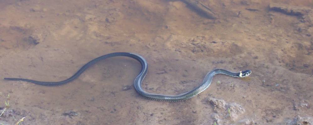 
            Фотография Клюксов