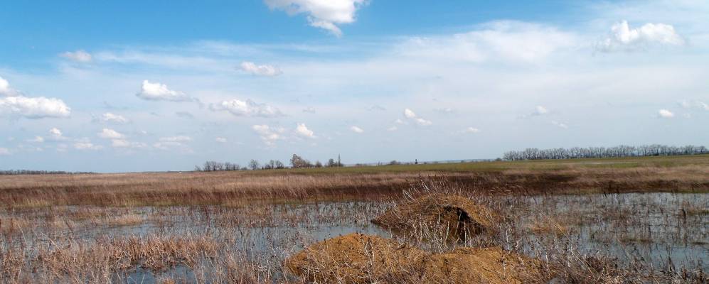 
            Фотография Широкого