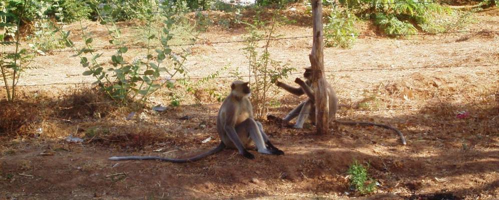 
            Фотография Гандинагара