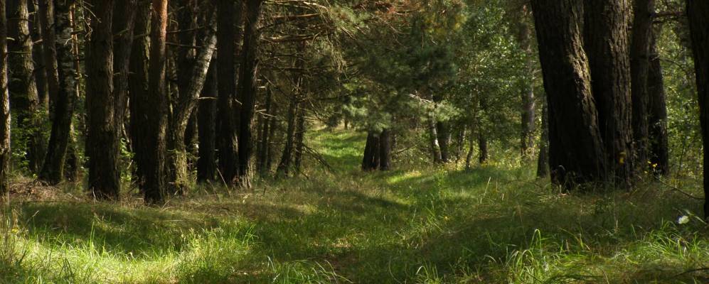 Фотография Мошока