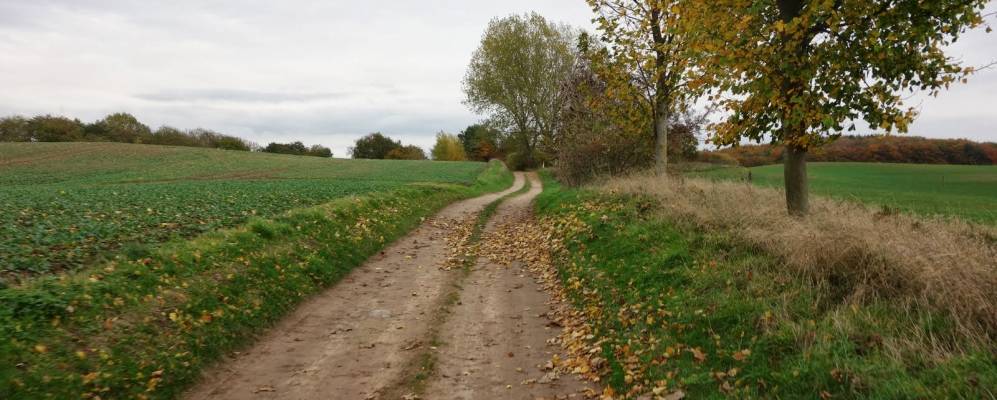 
            Фотография Зеллина