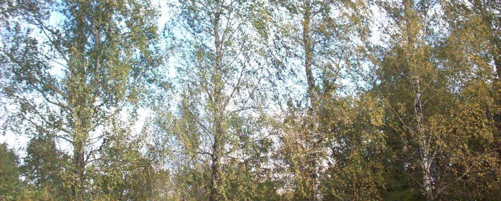 
            Фотография агрогородка Козловичи