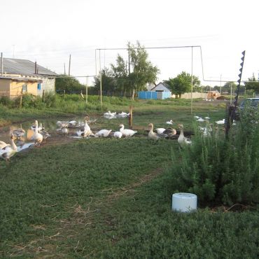 новочерниговка озинский район саратовская область. глава озинского муниципального района саратовской области. озинский район. село черниговка озинского района саратовской области. озинки.