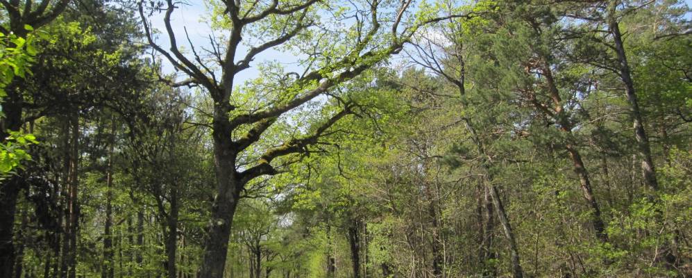 
            Фотография Люзинэ