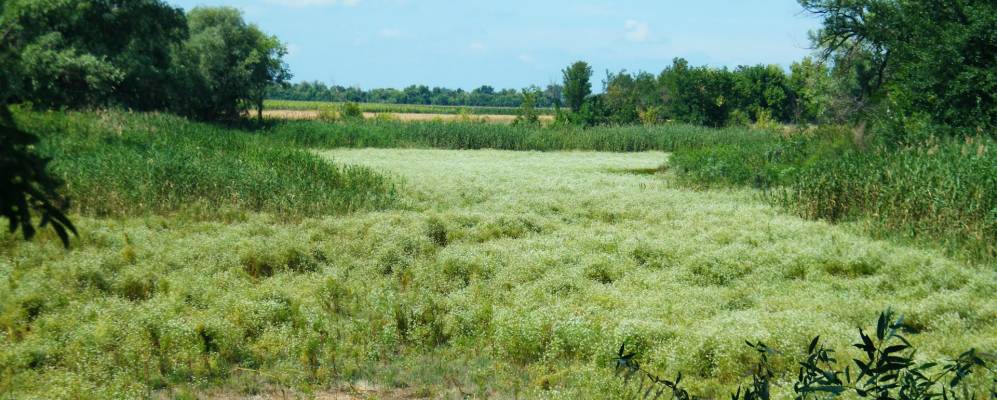 
            Фотография Сушки