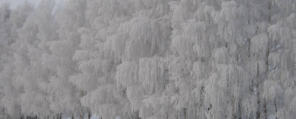 
            Фотография Кулевки
