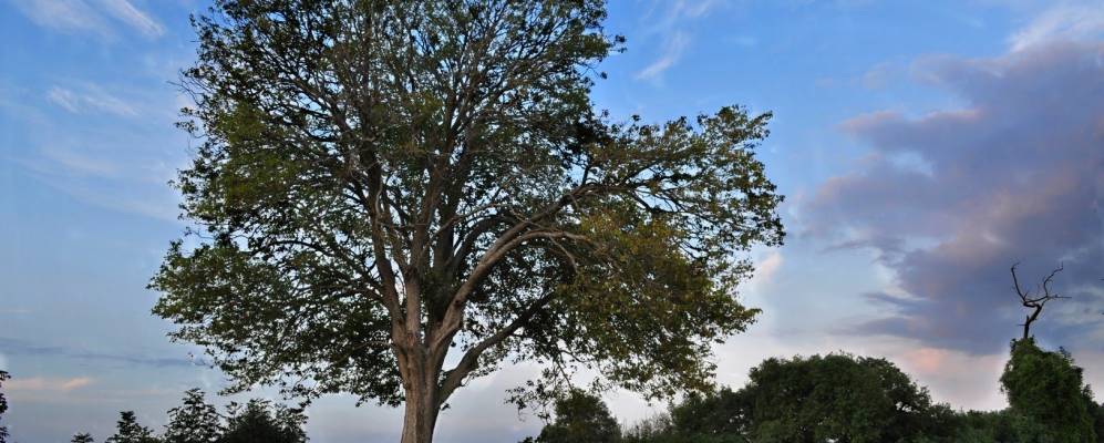 
            Фотография Шамденье-Сен-Дени