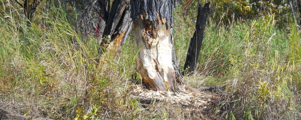 
            Фотография Пихтинского