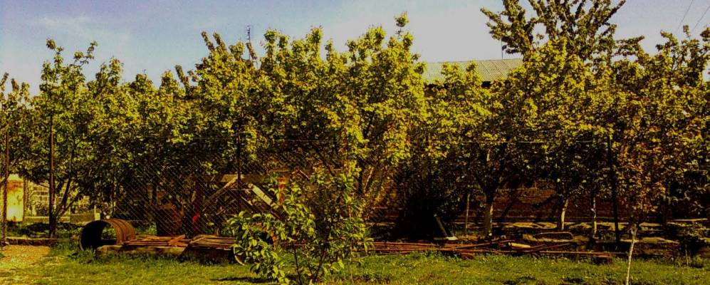 
            Фотография Нубарашена