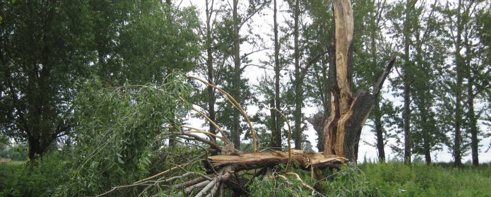 
            Фотография Буревестника