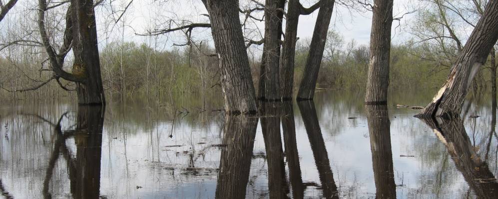 Фотография Гвоздевки