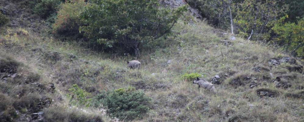 
            Фотография Гортноба