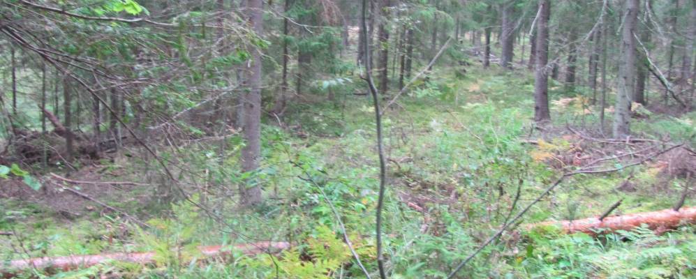 Фотография Аниськов