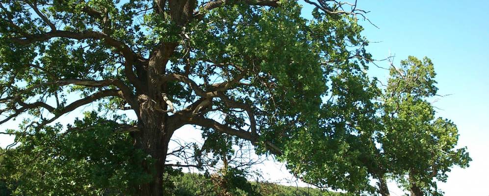 
            Фотография Кукушкино