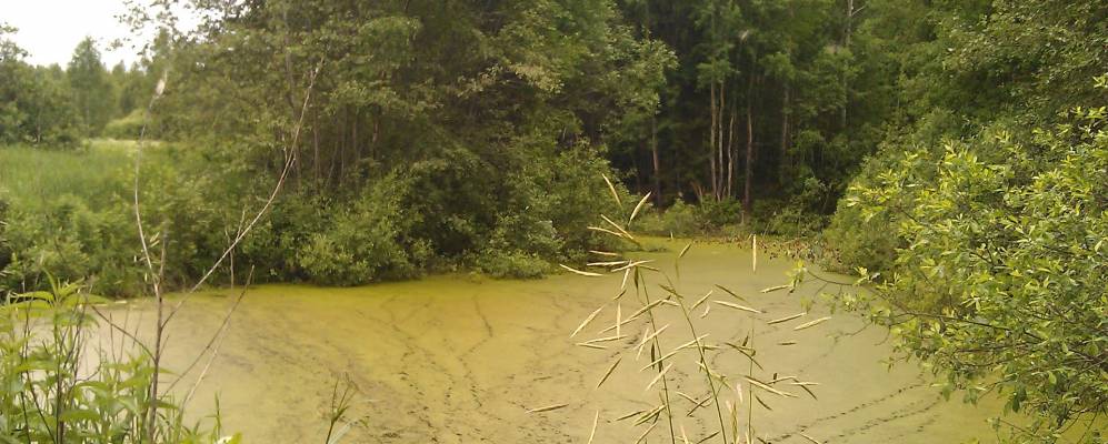 
            Фотография Сеничей